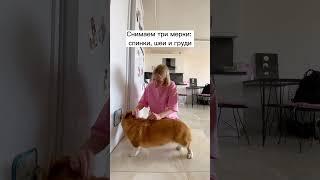 Лайфхак для владельцев собак!