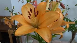 Lilium var. Royal Trinity