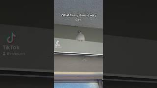 My DD’s daily life #pigeon #funnyanimals #dove #diamonddove #pokemon #cutepets #dd