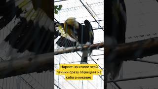 Птица-динозавр Двурогий калао #животные #птицы #зоопарк