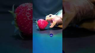 ASMR Mukbang Eating Strawberry  Turtle Tortoise