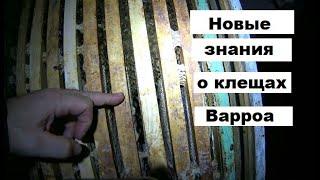 Новые знания о клещах Варроа.