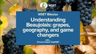 WSET Bitesize - Understanding Beaujolais: grapes, geography, and game changers