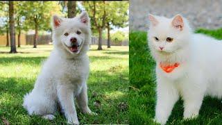 CATS AND DOGS FUNNY CUTE VIDEOS 341