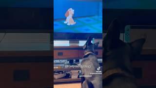 DOG Tv