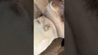 Farrier trims horses chestnut & Ergot …… Oddly Satisfying #farrier #horse #asmr