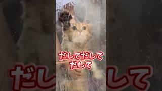 If you grin at the sight of a cat, you're out lol