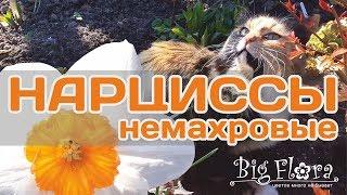 Нарциссы немахровые. Различные виды и сорта. Коллекция Biserok.ru / Daffodils are non-primary.