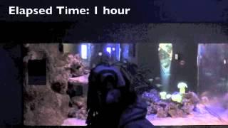 The Real World The Tank (Chambered Nautilus) - Christine, Gina, & Emily