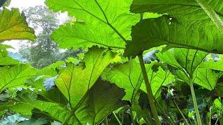 Explore Gunnera Passage at Trebah Garden in a Sub-Tropical Valley