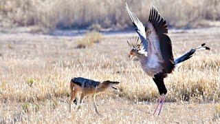 SECRETARY BIRD HARASSES JACKAL