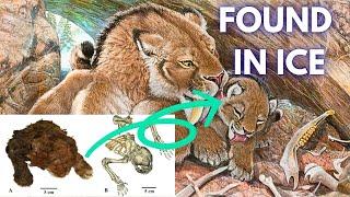 Saber Toothed Tiger Cub Was Found In Siberia. What Does This Mean?