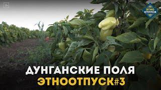 Этноотпуск на два дня. Сюжет о трудолюбии дунган