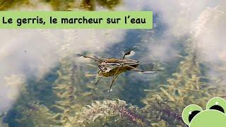 Le gerris, le marcheur sur l'eau