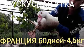 60дней-4,5кг.Мускусная утка Франция.