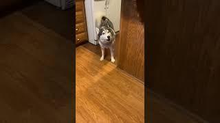 HUSKY'S UNKNOWN VISITOR #shorts