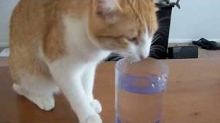 Pichis tomando agua