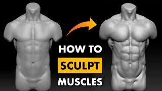 How To Sculpt a Muscular Body