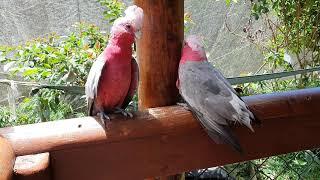 Pink Cackatoo mating