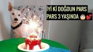 Köpeğim Pars'ın Doğum Günü Partisi  PARS 3 YAŞINDA İyi ki Doğdun Canım Köpeğim MUTLU YILLAR PARS 