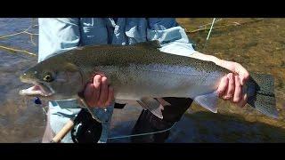 Ashland Fly Shop Fishing Report | Guest Edition