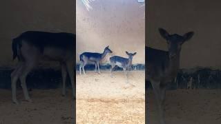 കറുത്ത മാനുകളെ കണ്ടിട്ടുണ്ടോ? | Have you seen black deer? - Travel with shaz