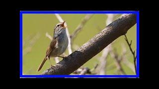 Genetic drift caught in action in invasive birds