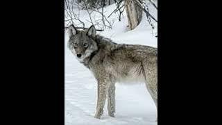 Wolf howling noise