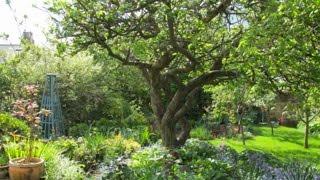 Planning a Fruit Garden - How to Make a Low Maintenance Fruit Garden