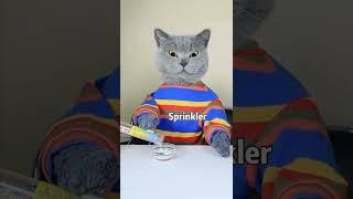 Oscar: A Good Cat Won't Waste Food!!| Funny Cat TikTok Challenge  #funnycat #catsoftiktok  #shorts