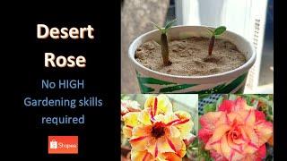 Desert Rose | Adenium obesum growing from seeds