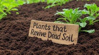 Top 5 Plants To Revive Dead Soil