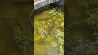 Fish pond at Nathia Gali #nathiagali #naturelovers #waterfall #nature