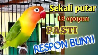 SEKALI PUTAR LB apapun PASTI RESPON bunyi ; Fighter , Ngetik lanjut ngekek