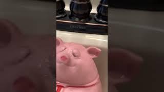 Testing out a Jimmy the pig trick