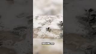 Island's Turtle Protection: Nature's Treasure Boosts Tourism & Economy!