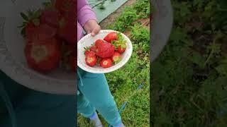 Сорта Альба и Брилла