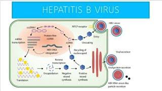 Hepatitis B Virus (HBV) Infection