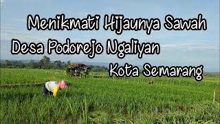 Suasana Sawah Desa Podorejo Ngaliyan Semarang #sawahpedesaan #sawahhijau #semarang #semaranghebat