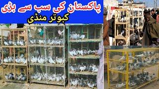 Very Cheap Pigeon Market In Pakistan || Latest Update 30/11/2023 || High Flyer Kabootar Mandi !