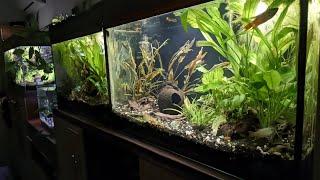 Стан мого акваріума зараз. Все потроху підросло, зарослі кріптокорини #mftank #aquarium #акваріум