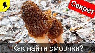 Секретный способ найти грибы сморчки