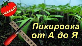 ПИКИРОВКА рассады ПОШАГОВО! Как правильно пикировать помидоры.