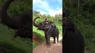 Phuket Island Elephant Sanctuary part 4