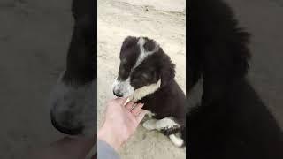 приколы. funny videos.kulguli videolar
