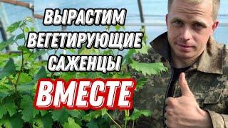 Вегетирующие саженцы винограда: посадка ,полив,уход.