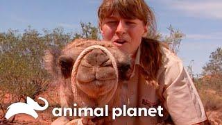 Steve Searches For Camels | The Crocodile Hunter | Animal Planet