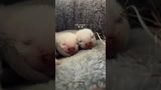 Baby ferrets #ferret #huron #cute #babyferrets
