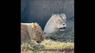 Wildlife safari Animals With lion Man 