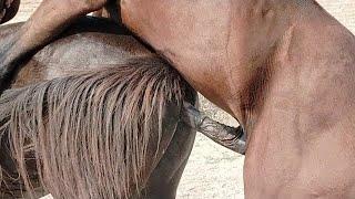 Mix - Hot Horse Meeting Female First Time Horse Mating How to breeding Full process Mating Horse